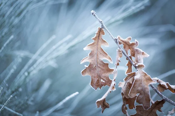 Belle branche d'arbre congelée avec des feuilles mortes — Photo