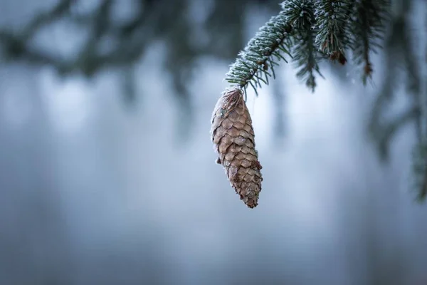 Spruce tree branch with cone and rime