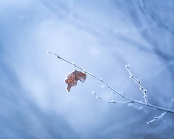 Beautiful frozen tree branch with  dead leaves — Stock Photo, Image