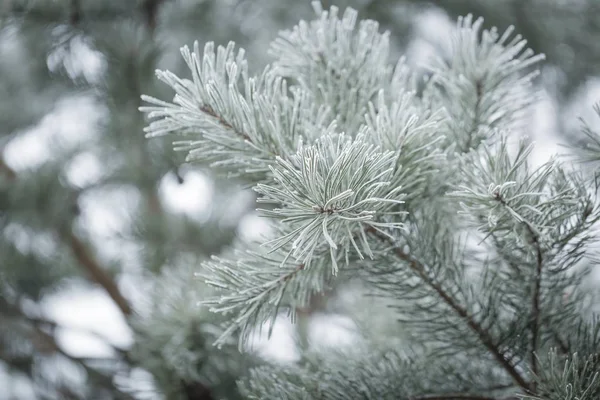 겨울에 소나무 나무 잔 가지 — 스톡 사진