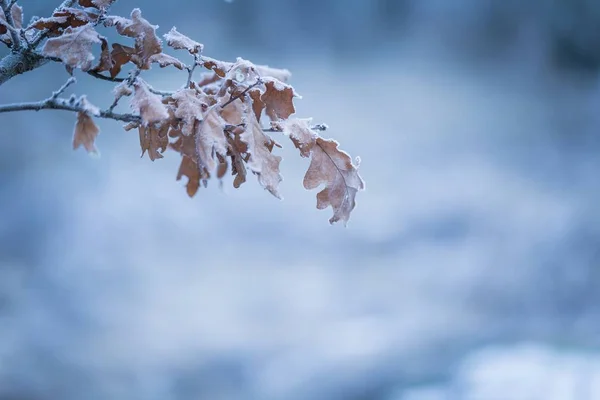 Bello ramo d'albero congelato con foglie morte — Foto Stock