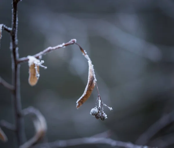 Lime tree twig with rime — Stock Photo, Image