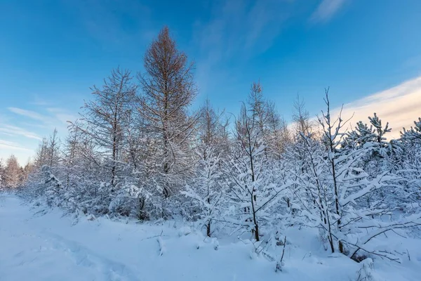 Fantástico paisaje de invierno matutino —  Fotos de Stock