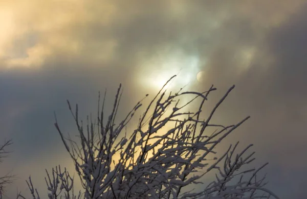 Fermer les branches du soleil et des arbres forestiers lors d'une journée d'hiver enneigée — Photo