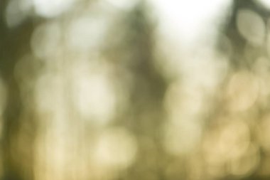 Kış orman bokeh arka plan