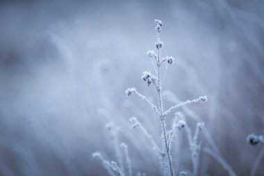 bitkiler üzerinde kırağı