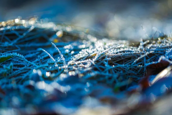 Close up van rime op planten. — Stockfoto