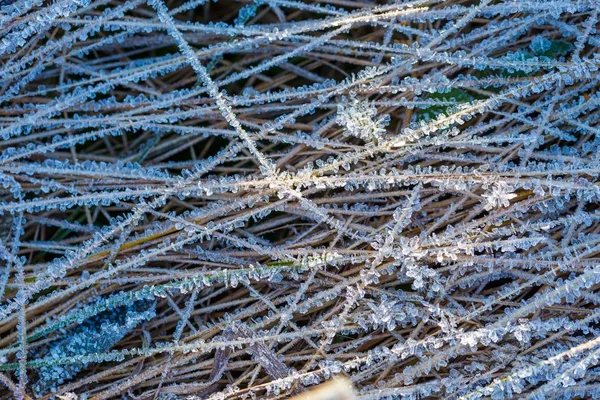 Estrutura de gelo em plantas — Fotografia de Stock