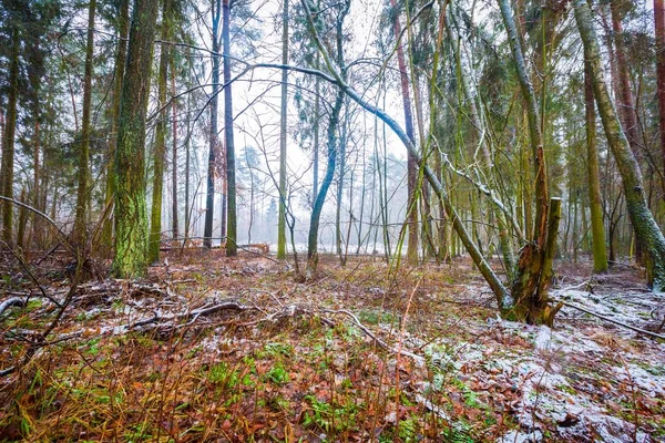 Dull and depressive winter forest landscape