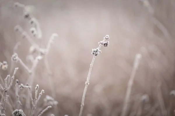 Rime en las plantas —  Fotos de Stock