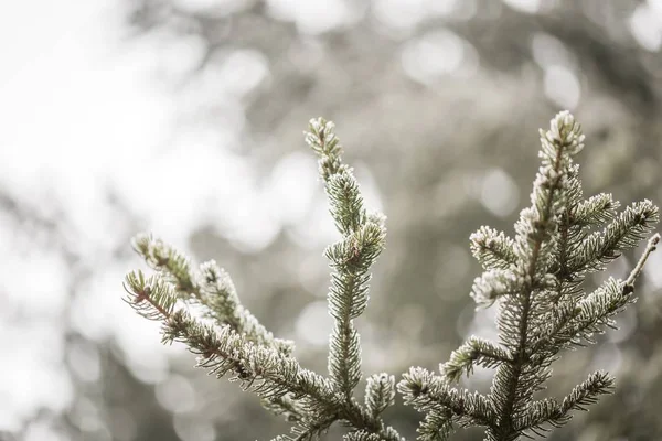 Spruce tree branch with rime — Stock Photo, Image