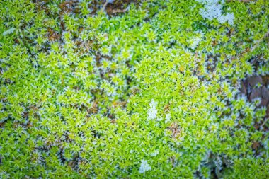 Yeşil yosun in rime'ı