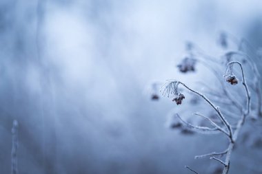 Ağaç dal in rime'ı ile