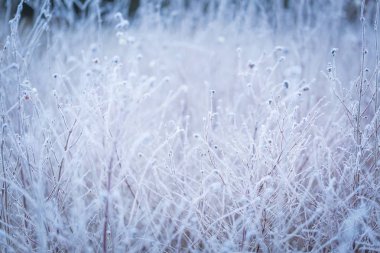 bitkiler üzerinde kırağı