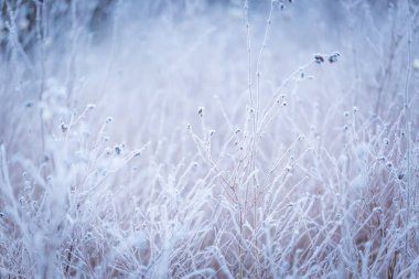 bitkiler üzerinde kırağı