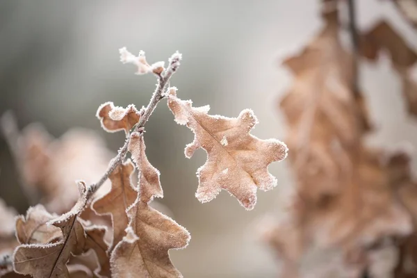Beautiful frozen tree branch with  dead leaves — Stock Photo, Image