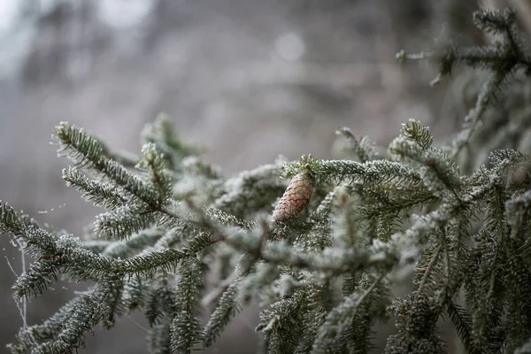 Ramo de árvore de abeto com cone e rime — Fotografia de Stock