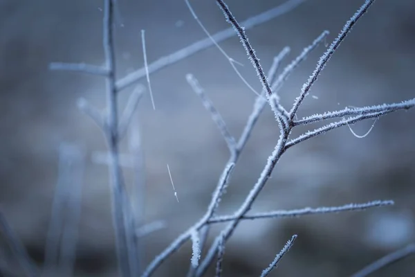 Träd kvist med rimfrost — Stockfoto