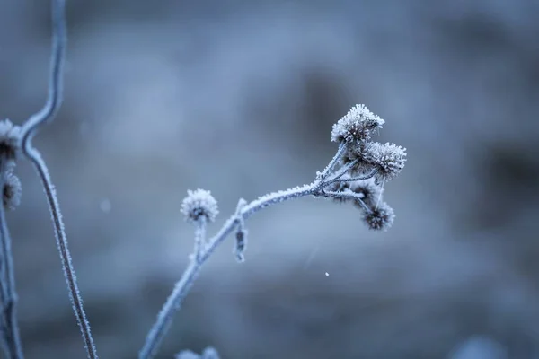 Rime sur les plantes — Photo