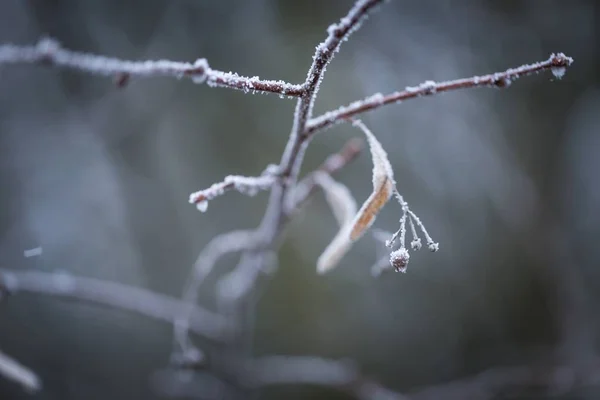 수 빙으로 라임 나무 나뭇가지 — 스톡 사진