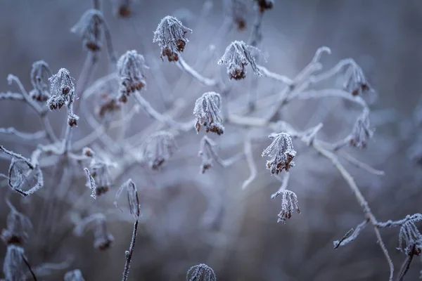 Rime op planten — Stockfoto