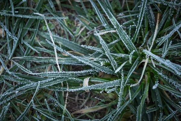 Frosted grass in close up. — Stock Photo, Image