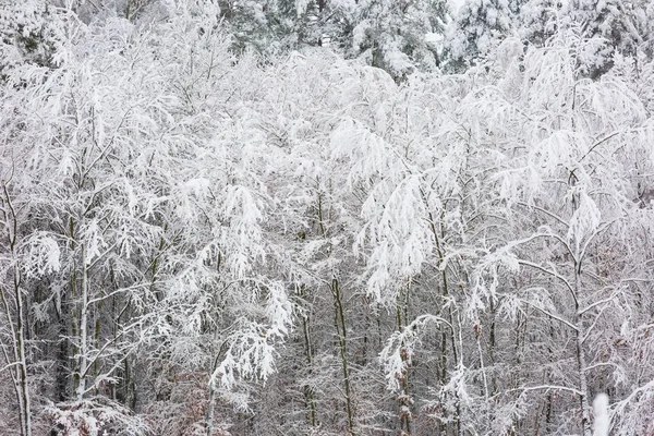 Hutan musim dingin dengan cabang tertutup salju — Stok Foto