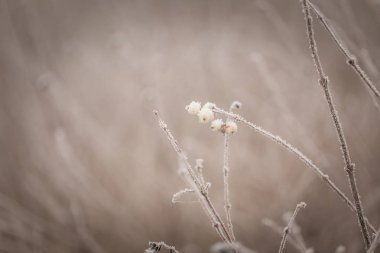bitkiler üzerinde kırağı