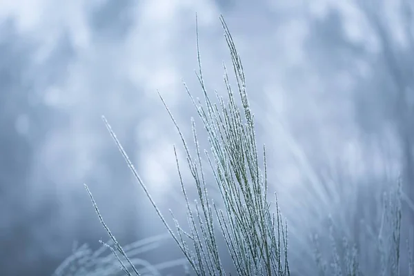 Galhos de vassoura com rima no inverno — Fotografia de Stock