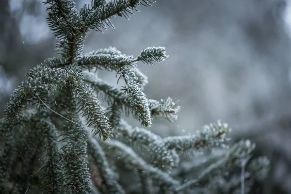 Spruce tree branch with rime — Stock Photo, Image