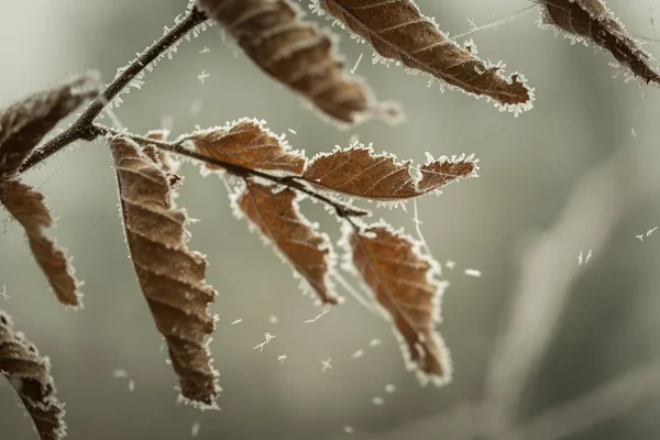 Hermosa rama de árbol congelado con hojas muertas —  Fotos de Stock