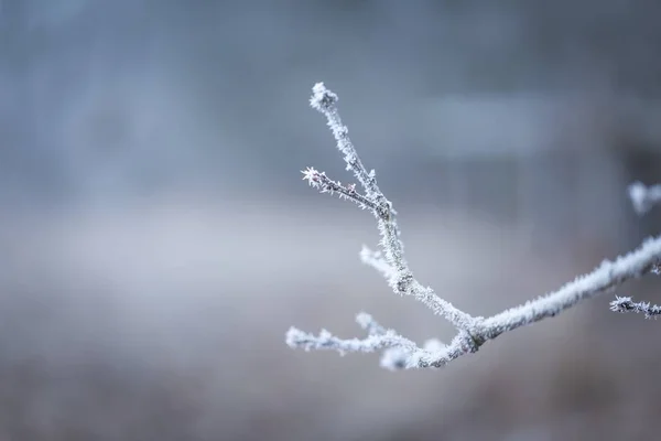 Träd kvist med rimfrost — Stockfoto