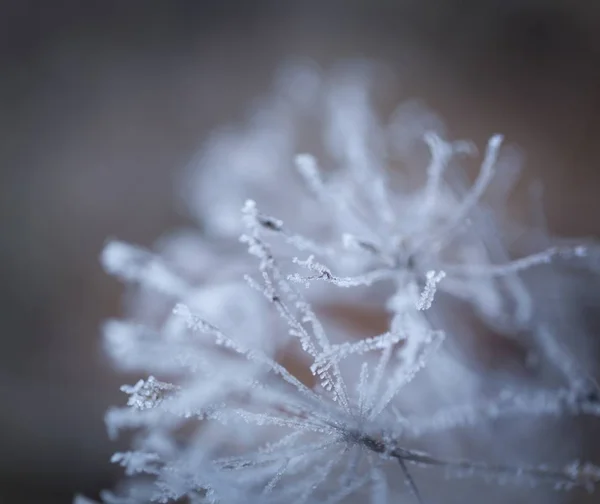 Makro av växt med rimfrost. — Stockfoto