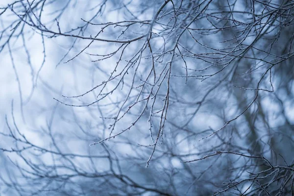 Albero ramoscello con rime — Foto Stock