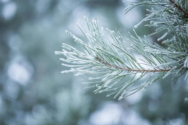 Pine tree twigs in winter — Stock Photo, Image