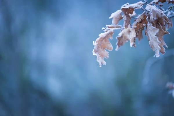 Bello ramo d'albero congelato con foglie morte — Foto Stock