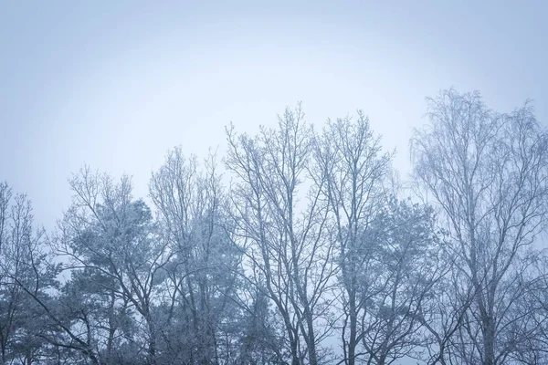 Sommets des arbres en gros plan — Photo