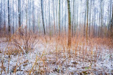 Mat ve depresif kış orman manzarası