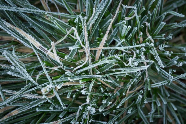 Gefrostetes Gras in Nahaufnahme. — Stockfoto