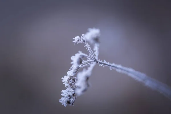 Makro tanaman dengan rime . — Stok Foto