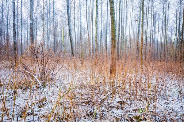 Paysage forestier hivernal terne et dépressif — Photo