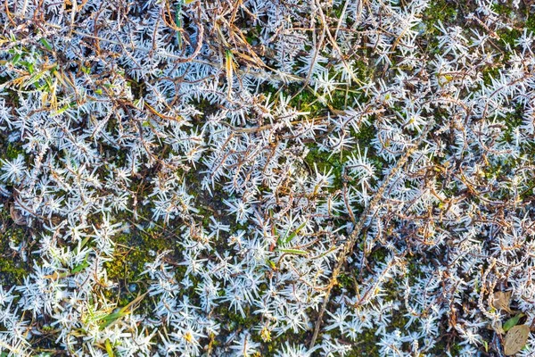 Estrutura de gelo em plantas — Fotografia de Stock