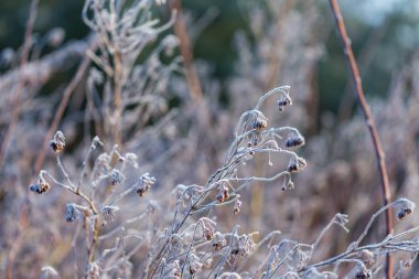 Bitkiler üzerinde beyaz hoarfrost soyut makro