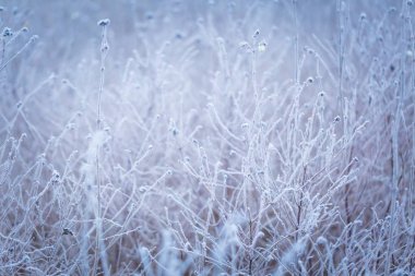 bitkiler üzerinde kırağı