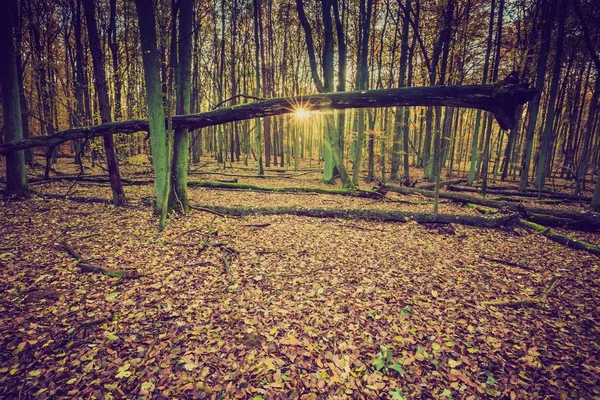 Foresta autunnale in colori vintage — Foto Stock