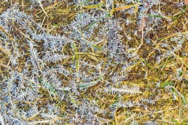 Bitkiler üzerinde buz yapısı