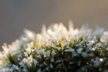 Yosun hoarfrost ile yakın çekim