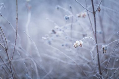 bitkiler üzerinde kırağı