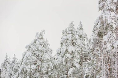 Karla kaplı dalları olan kış ormanı