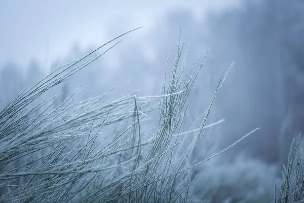 Ветки для метлы с римом зимой — стоковое фото